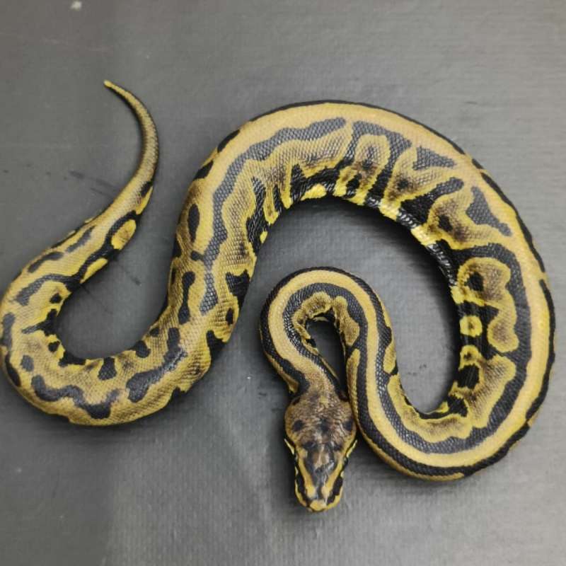 Coklat Leopard YellowBellu Poss Specter 66% ph DG