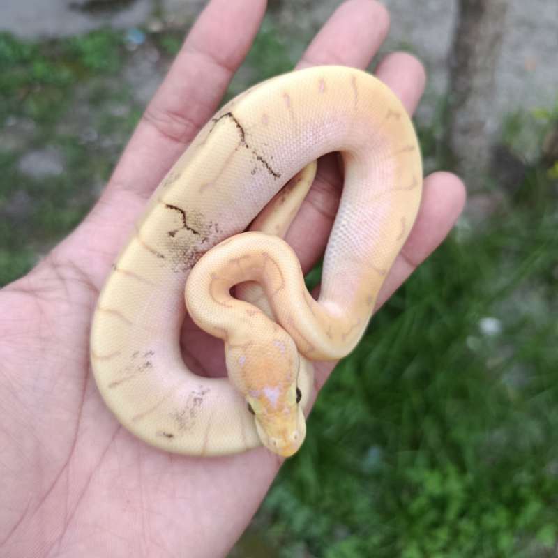 banana spider pinstrip paradox