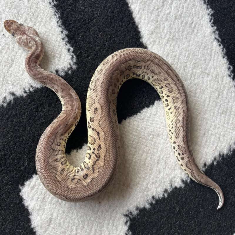 Leopard cinnamon pastel clown - M