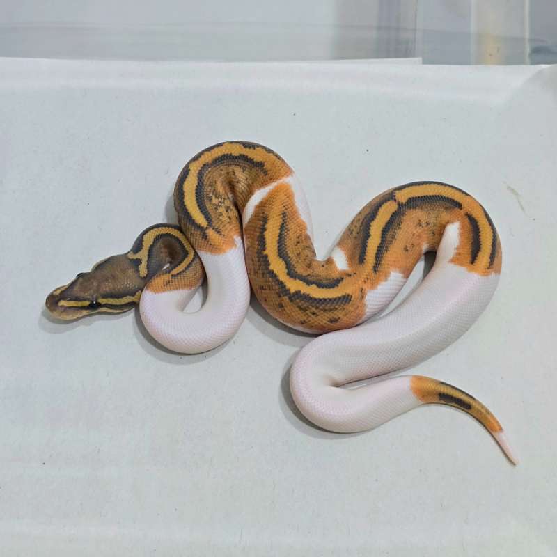 Hypo Pied (Very Rare Items)