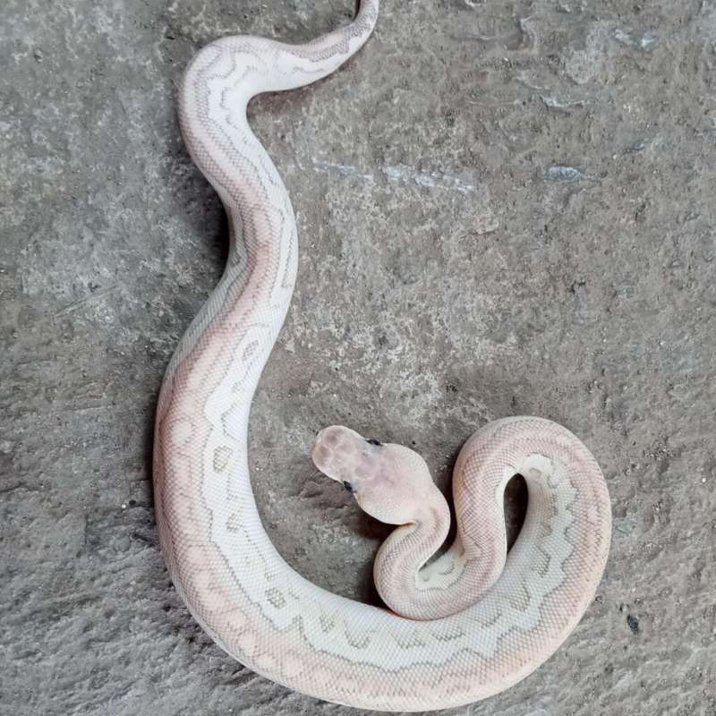 Lesser pastel cinnamon clown poss fire