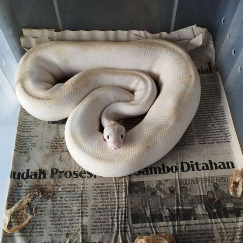 SUPER FIRE PASTEL FEMALE