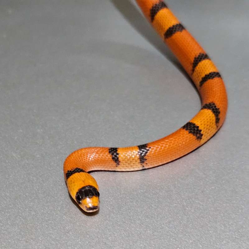 Milksnake Honduran Hypo Tangerine Vanishing pattern