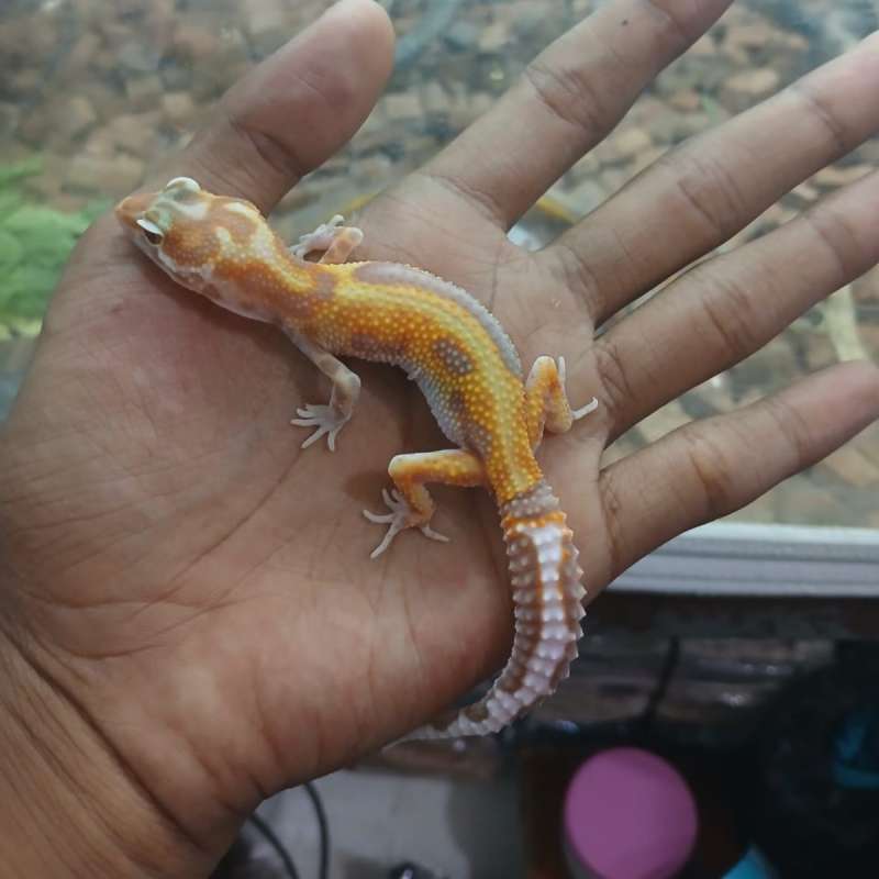 Leopard Gecko TE RS PH R