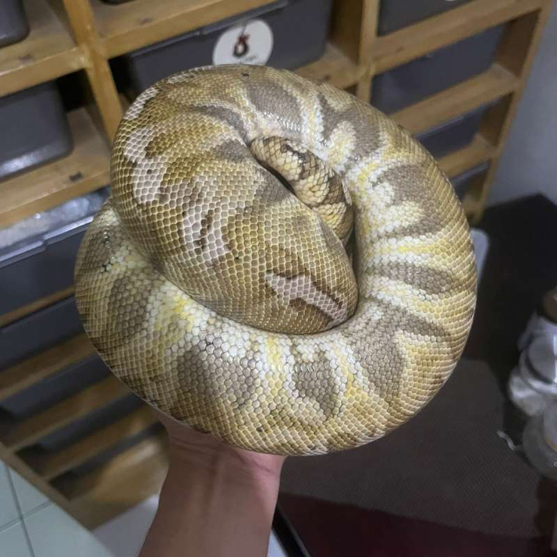 GHI Special HGW Yellow Belly