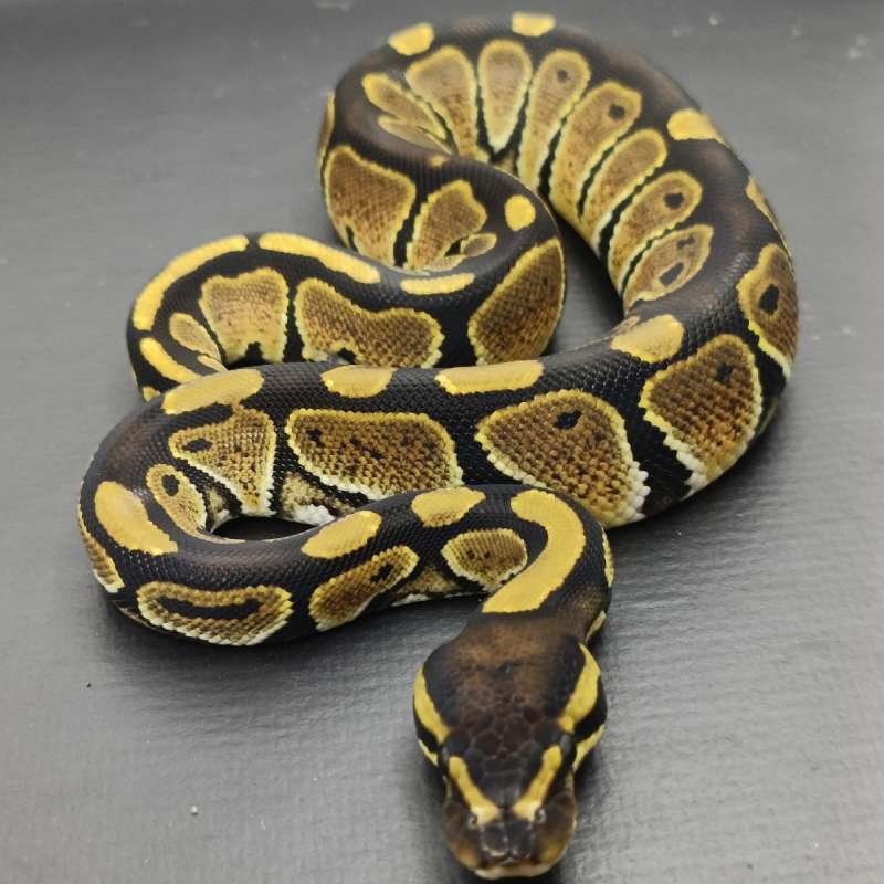 F.Enchi PH DG