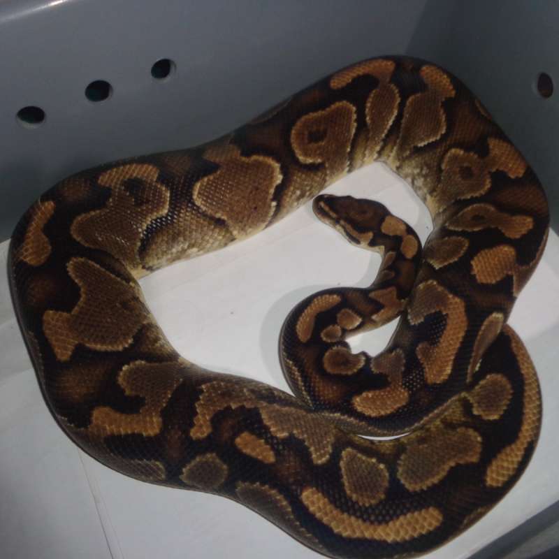 Yellow belly het hypo