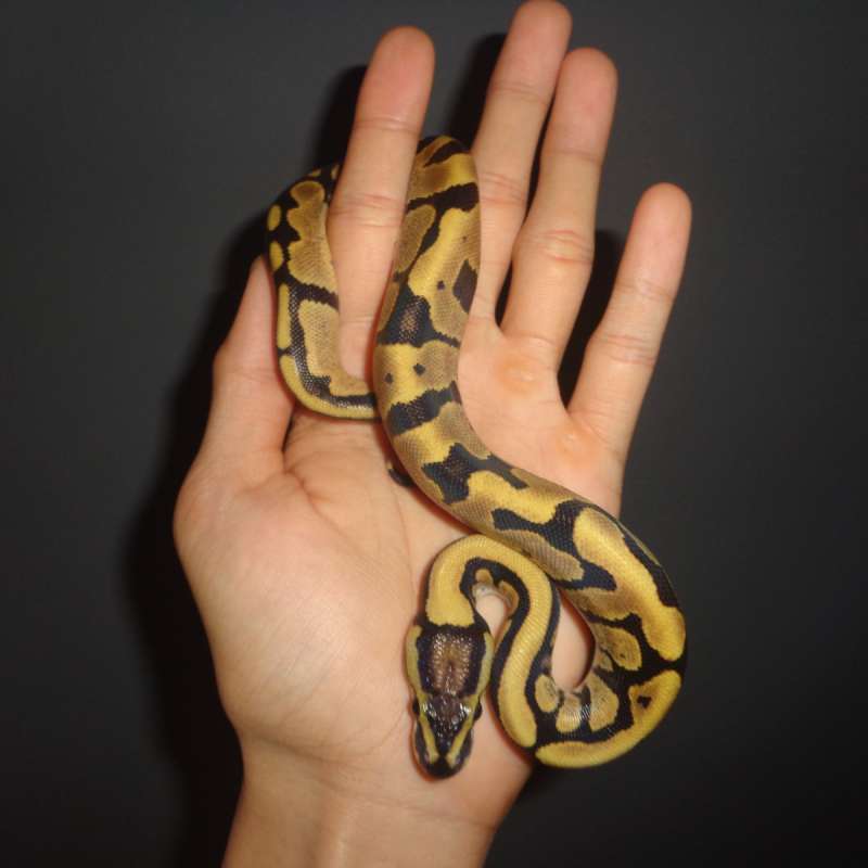 Fire oh lavende tristripe