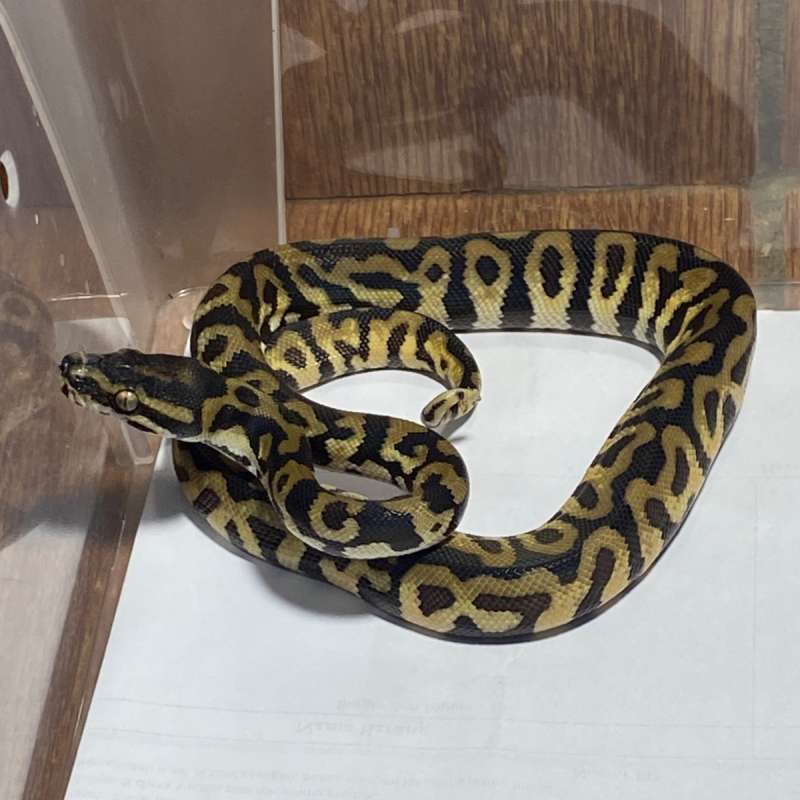 |RARE| CARPALL carpet python x ballpython (hybrid)