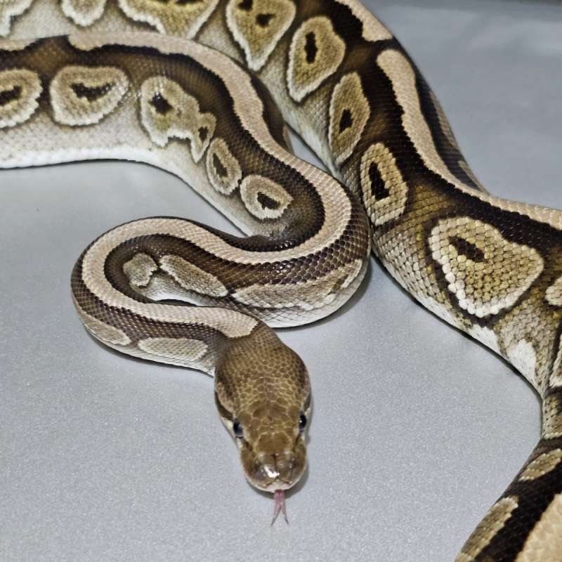 [Proven] Redstripe Cinnamon het Clown