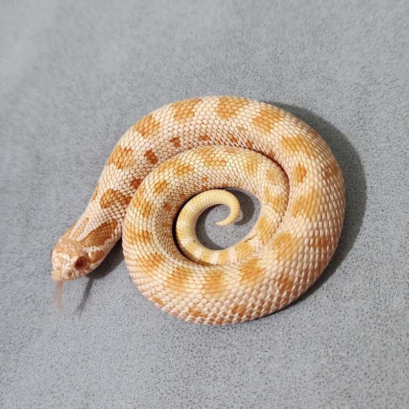 Hognose Anaconda Albino
