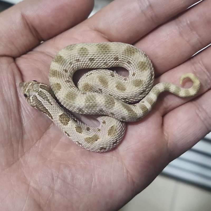 Hognose Arctic Anaconda Het Albino