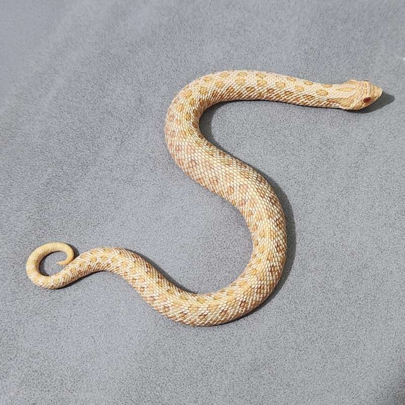 Hognose Arctic Albino