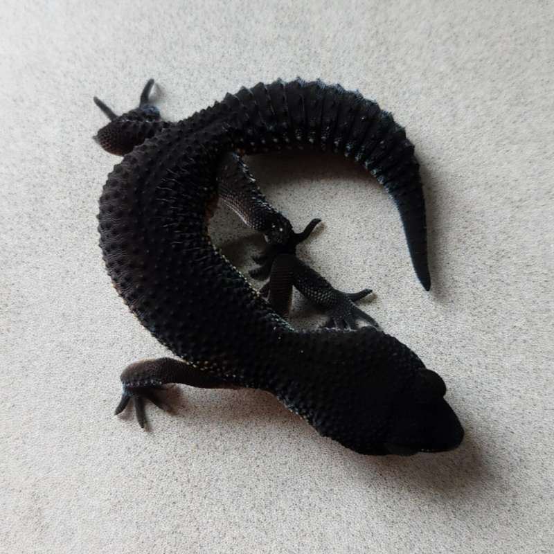 BlackNight Solid ♀️