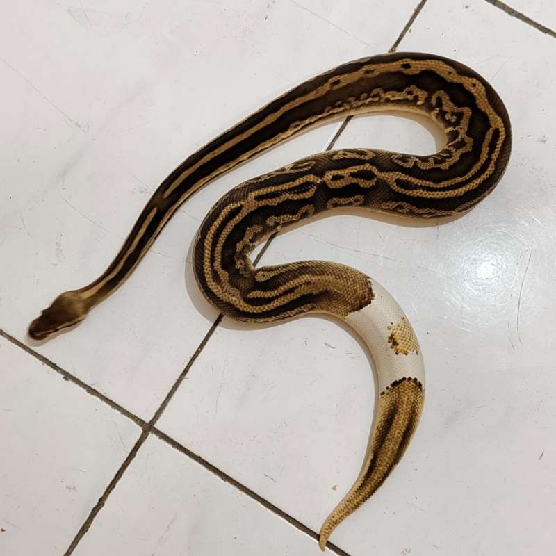 Adult proven male Leopard mojave pastel yellowbelly (poss OD) + ringer