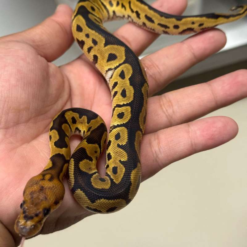 Female Clown 66% Het Lavender