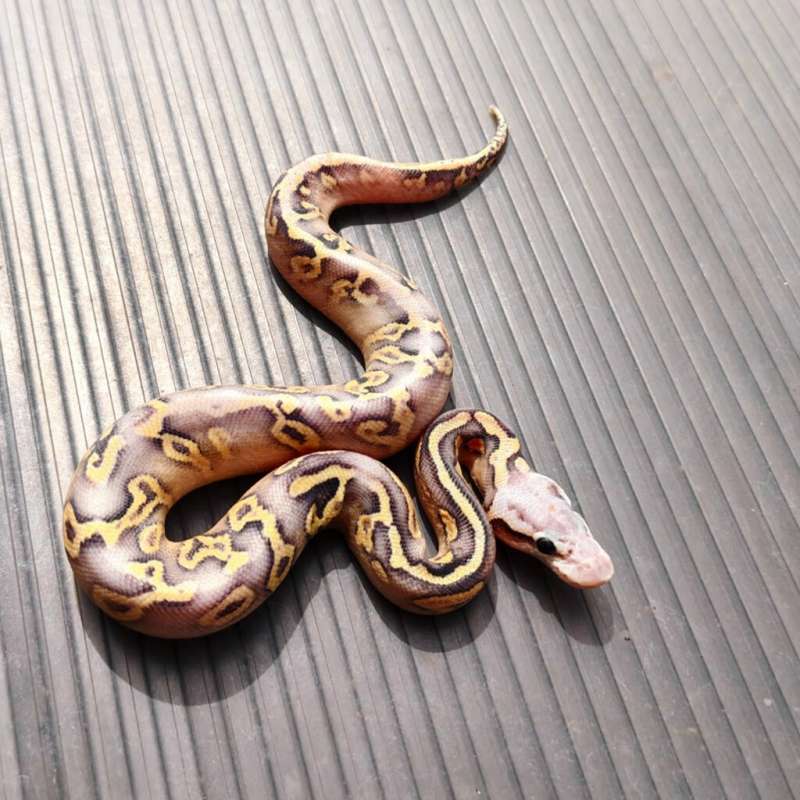 Super pastel mojave yellowbelly het clown male