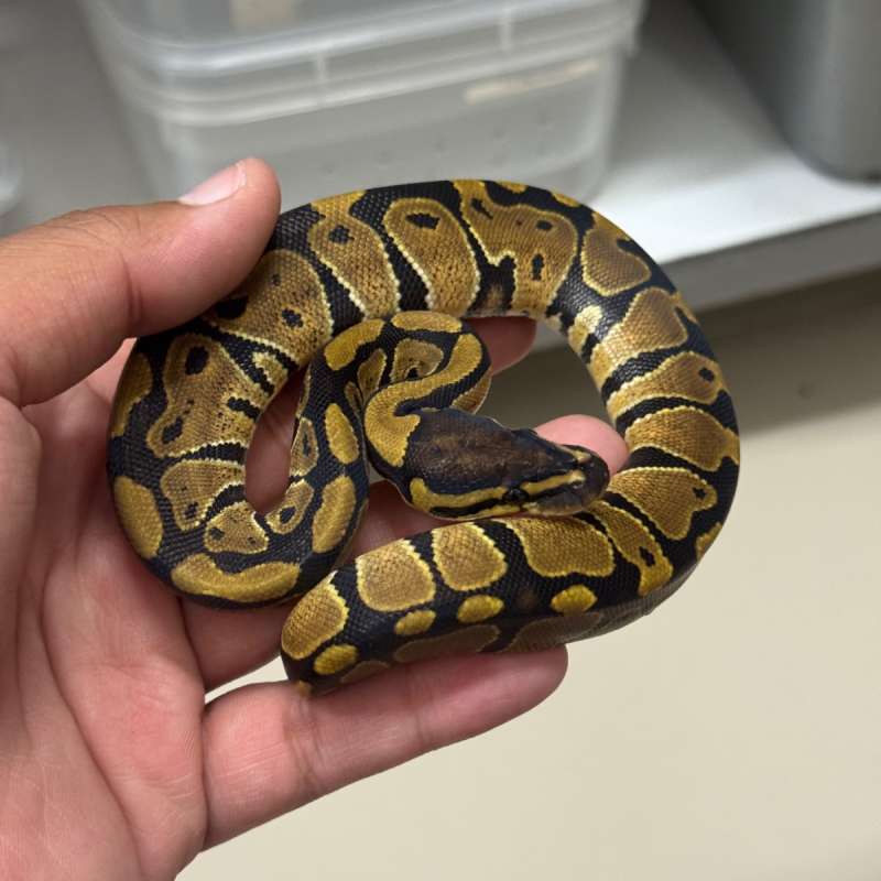 Female 100% DH VPI Axanthic Clown