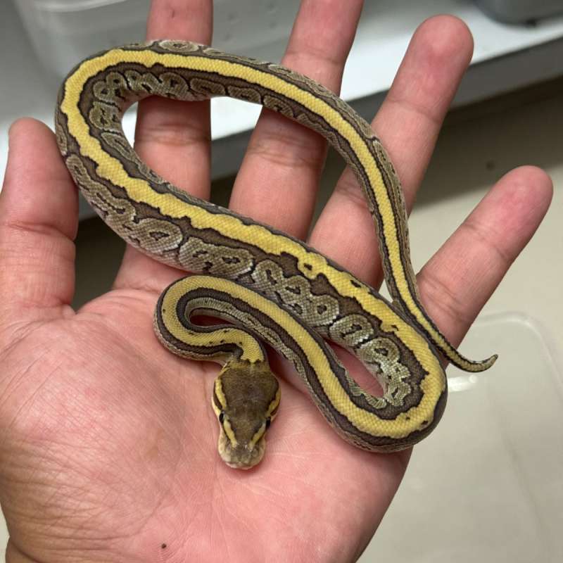 Female Pinstripe Mojave 100% Het VPI Axanthic