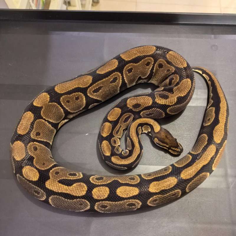 Normal Het Clown ( Proven )