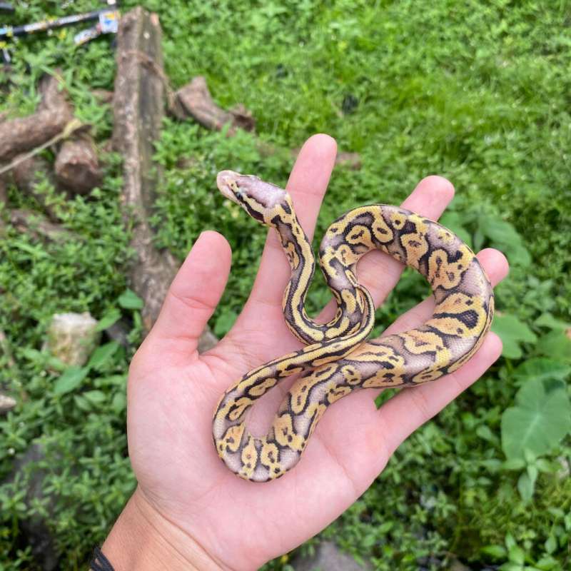 2 ekor (Super Pastel Yellowbelly Male & Pastel Vanilla)
