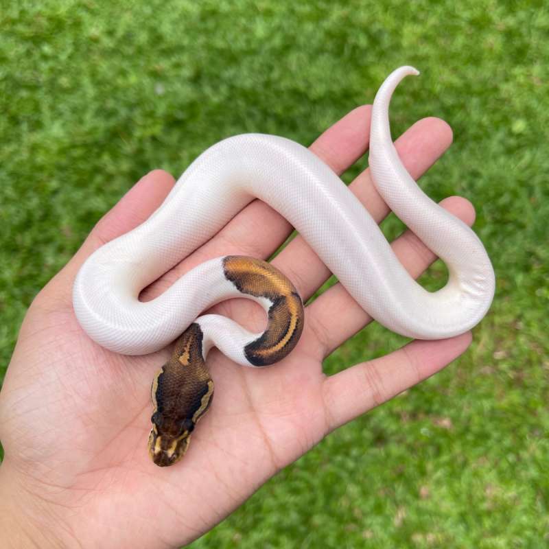 Blackastel pied hi white