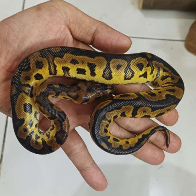 Clown 66% Het DreamSicle