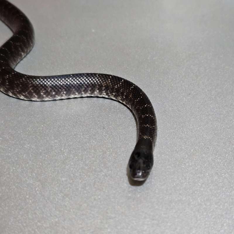 Mexican Black Kingsnake Redbelly