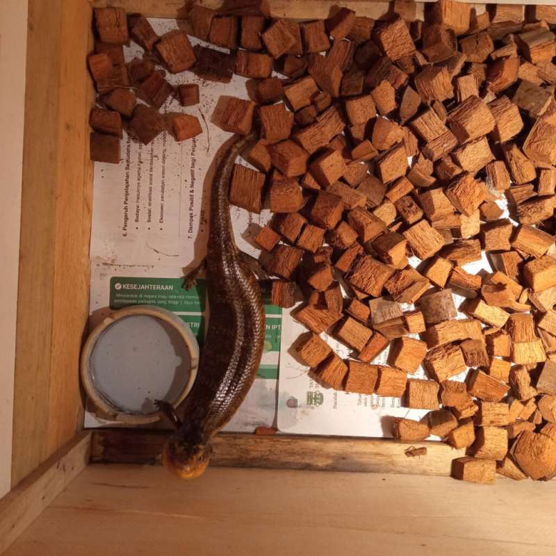 Panana Tanimbar Adult Female