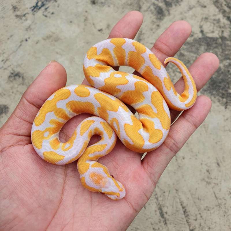 LAVENDER HET CLOWN PH PIED WITH MARKER