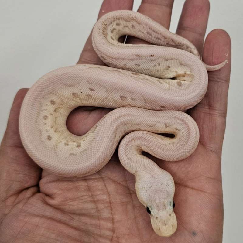 CLOWN BANANA CINNAMON LESSER PASTEL