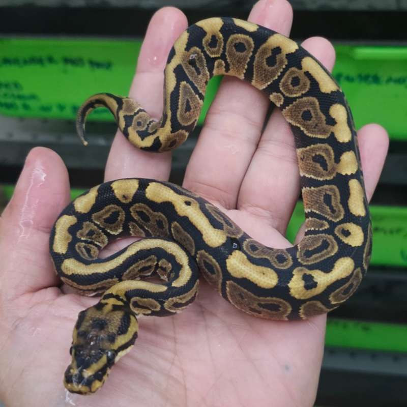 SPOTNOSE HET CLOWN POSS HET ALBINO