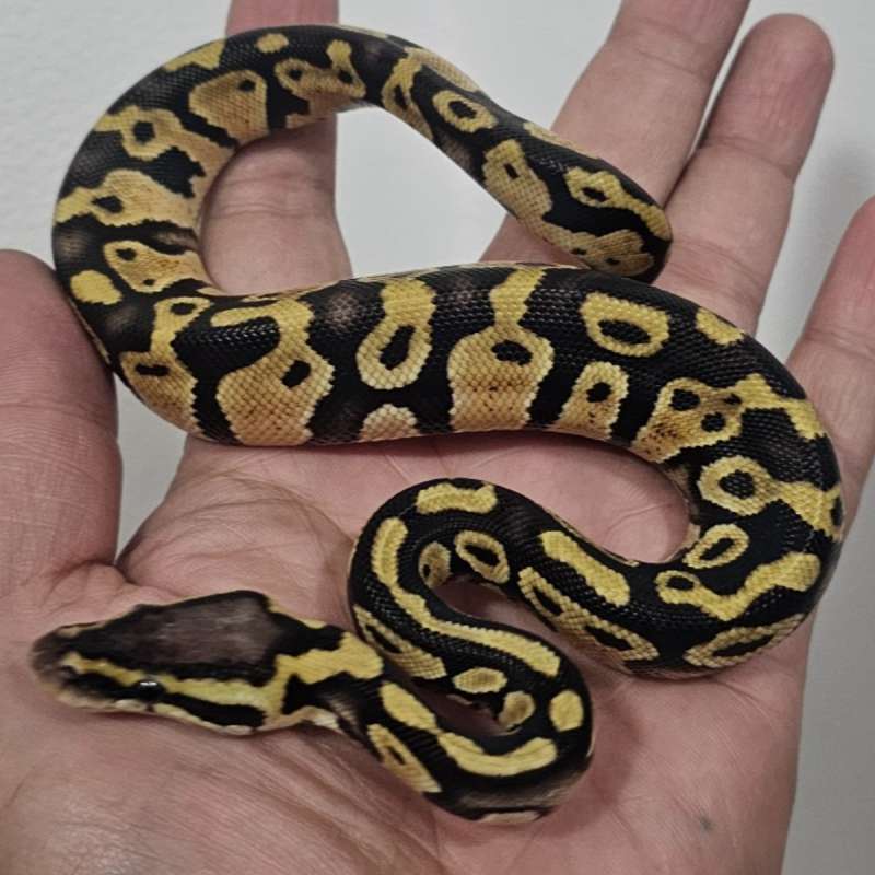 PASTEL DOUBLE HET PIED LAVENDER POSS HET CLOWN