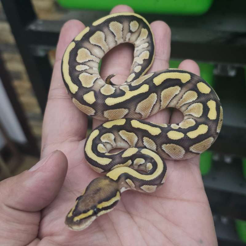 LESSER DOUBLE HET CLOWN HYPO