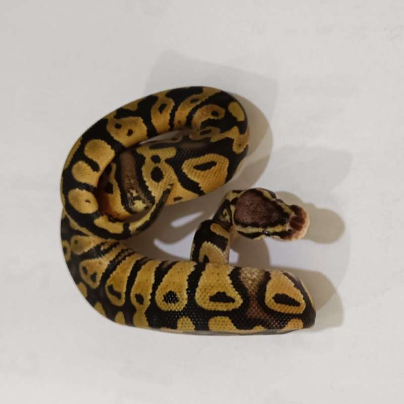 M. Pastel het Clown ♂️