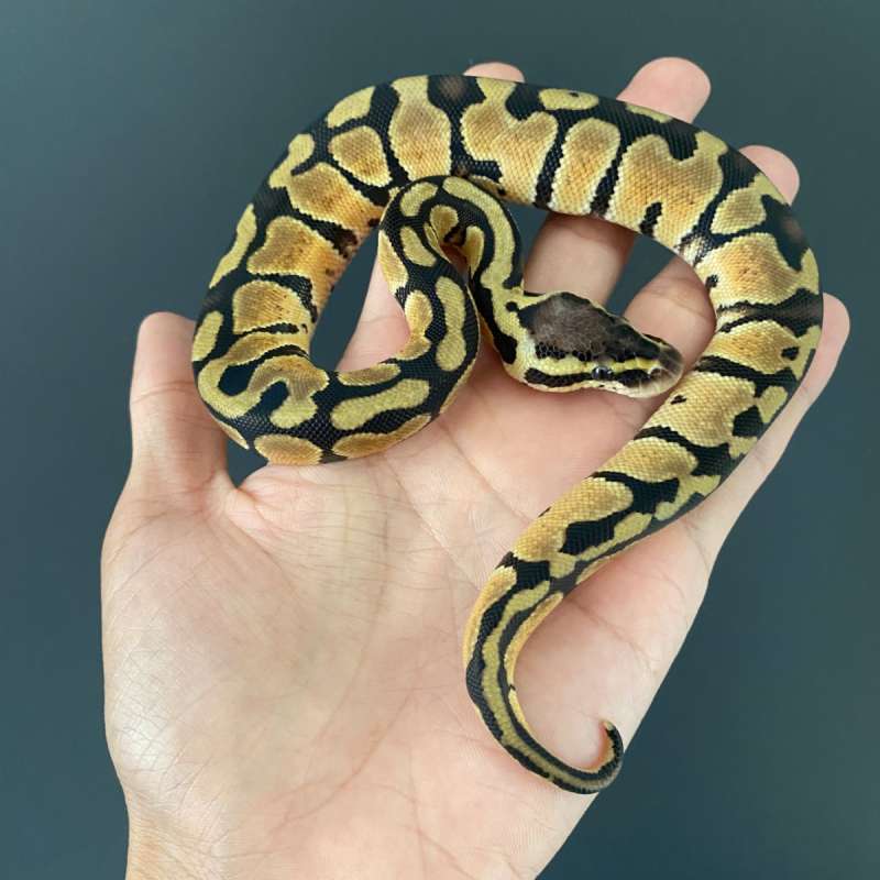 F - Pastel het Clown ph 66% DG