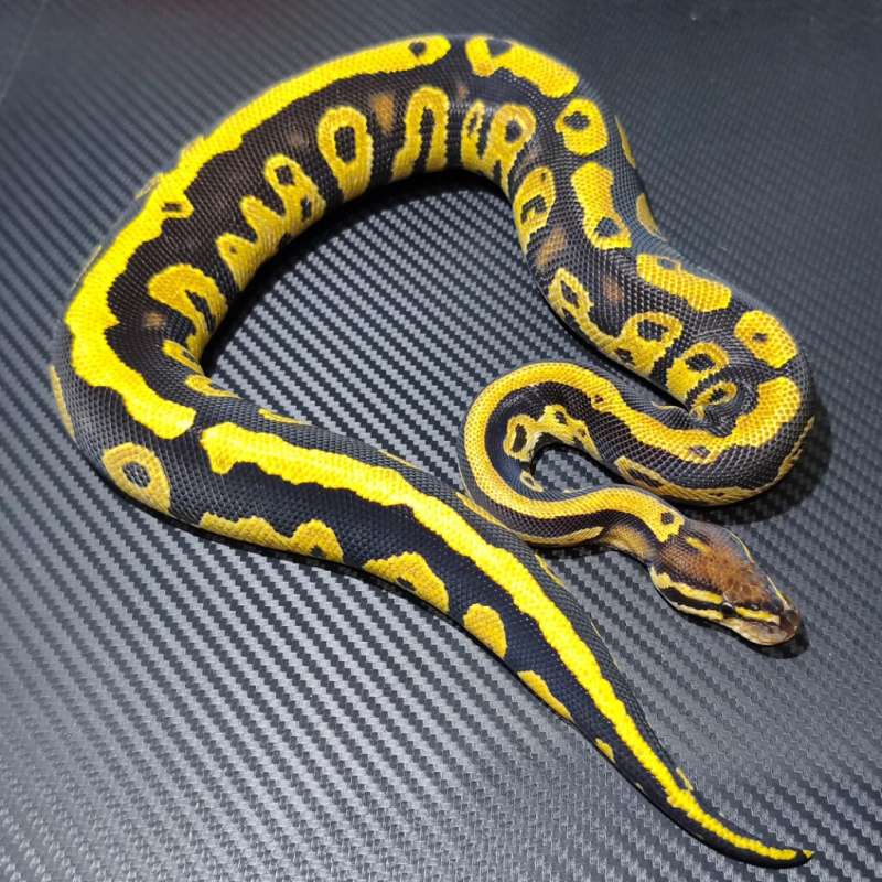 Spotnose blackhead fire het clown