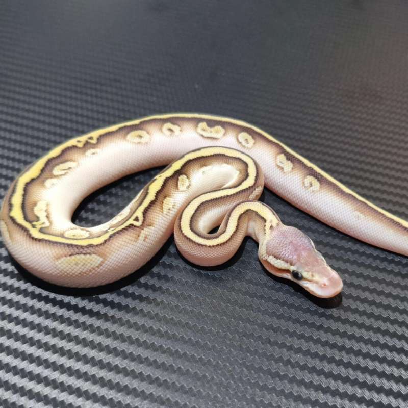 Lesser pastel leopard bongo ph clown