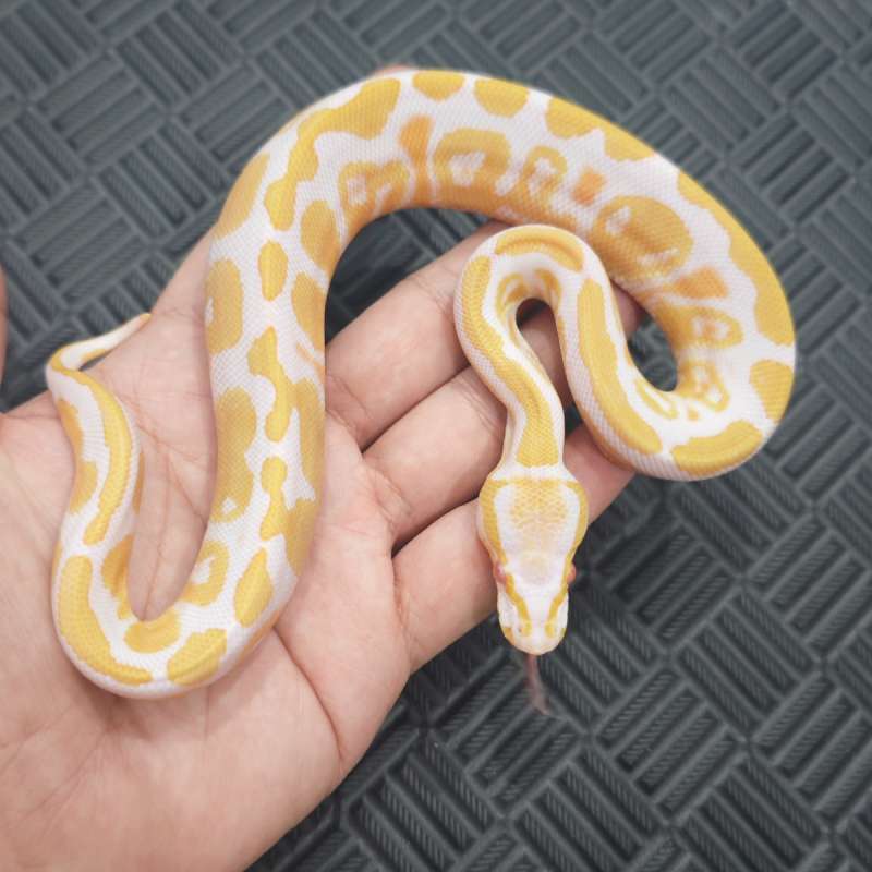 M Albino Het Pied Hi-Contrast