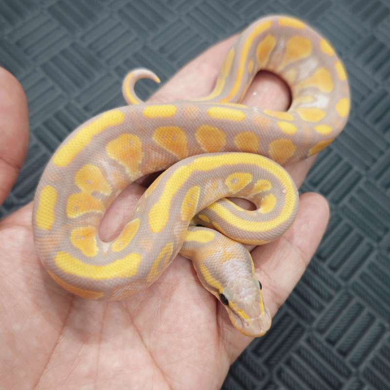 F Banana Fire YB (BlackHead) 50% Het Pied