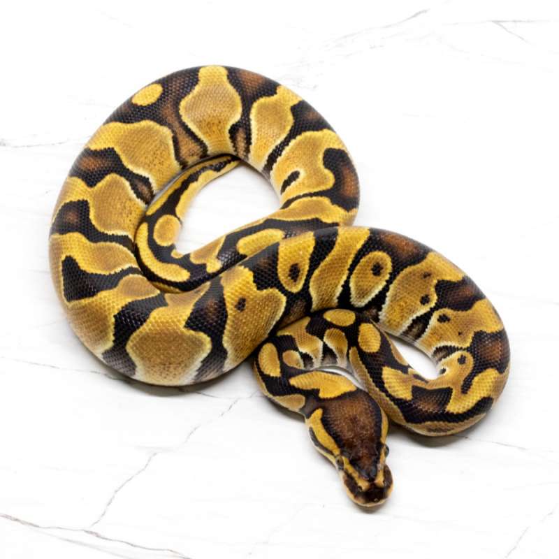 Enchi Yellow Belly Double Het Pied Clown