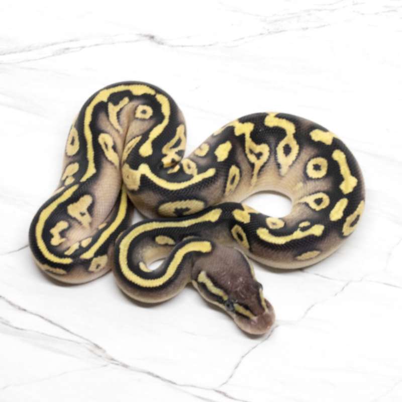 Mojave Pastel 66% DH Lavender Pied