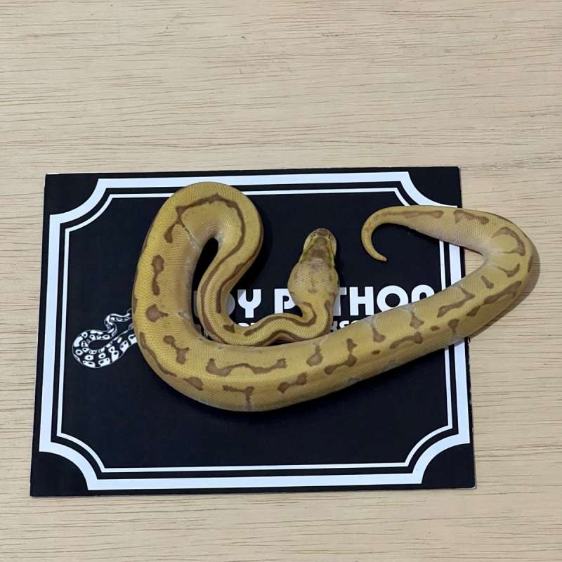 Mochi Lemonblast Ball Python [2025040801]