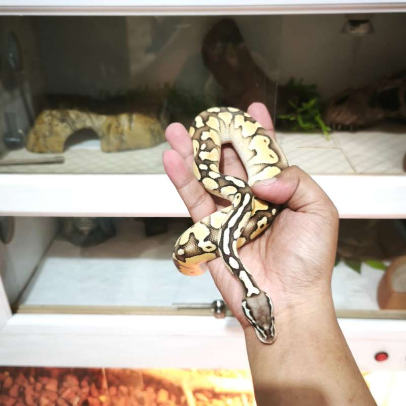 Ball Python Butter Pastel