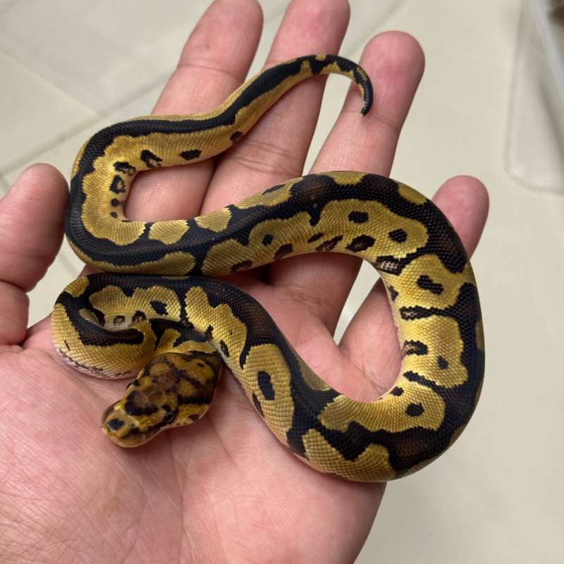 Clown 100% Het Desert Ghost