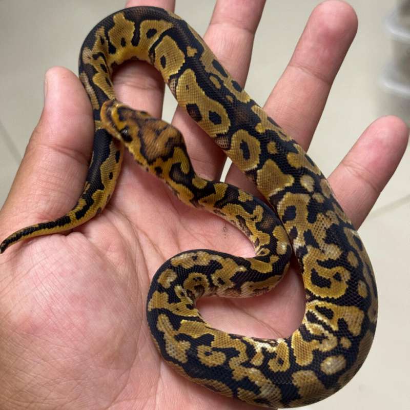 Female Spotnose Clown (unique Pattren,Paradox??)