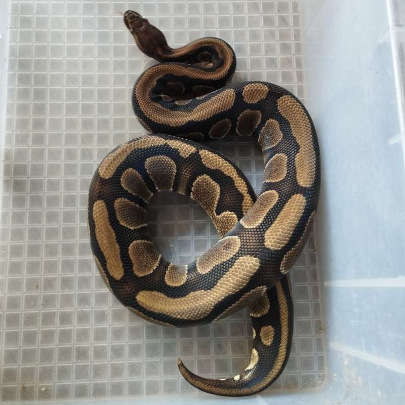 MAHOGANY Ballpyhthon 1.2Kg