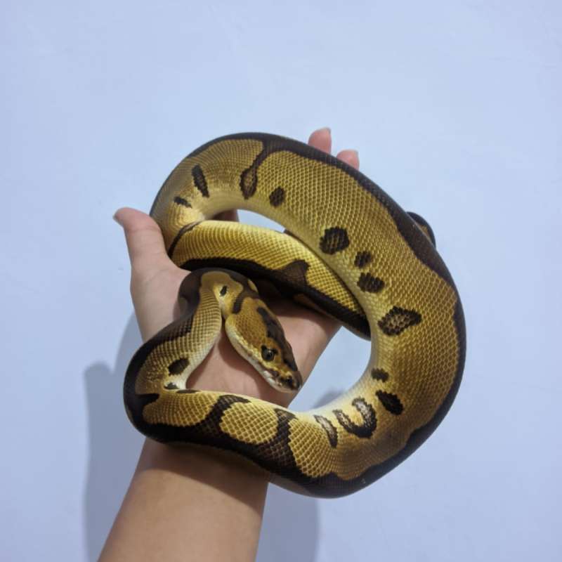Enchi Leopard Clown Het Lavender