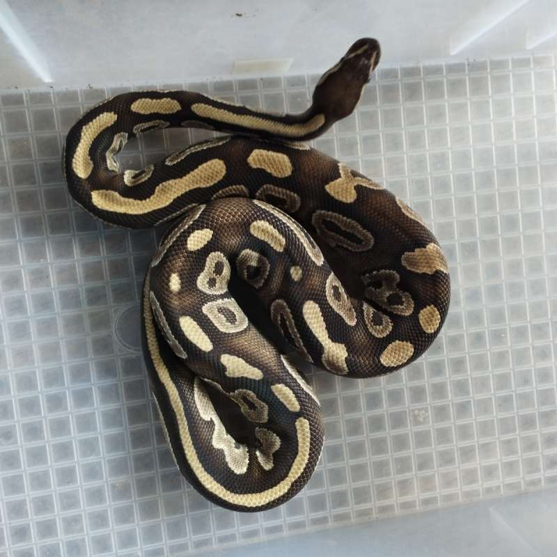 PHANTOM Ballpython 930Gr