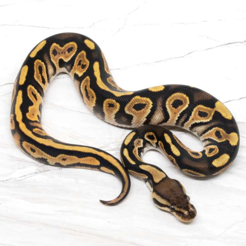 Black Pastel Orange Dream 66% DH Pied Clown PH DG